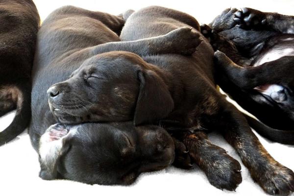 Comment nourrir un chiot nouveau-né ? - Température et environnement du chiot nouveau-né
