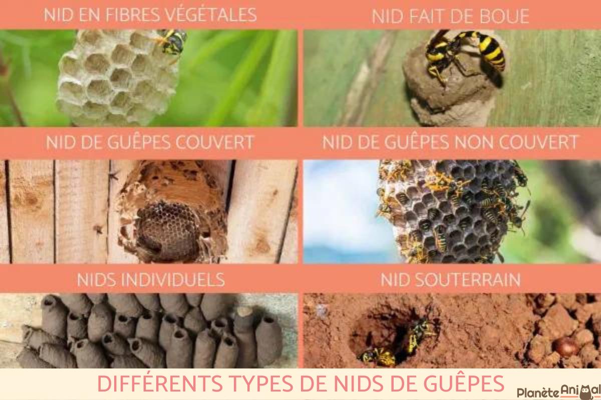 Différent type de nid de guêpe