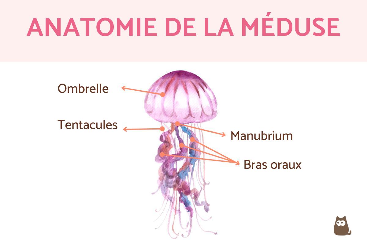 Anatomie de la méduse