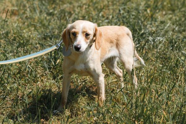 Mon chien ne veut pas sortir : causes et que faire - Il n'aime pas sa laisse et son collier/harnais