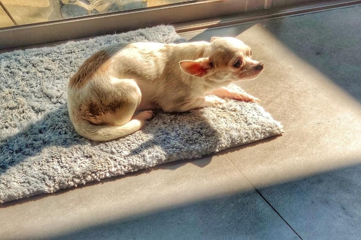 Mon chien ne veut pas sortir causes et que faire