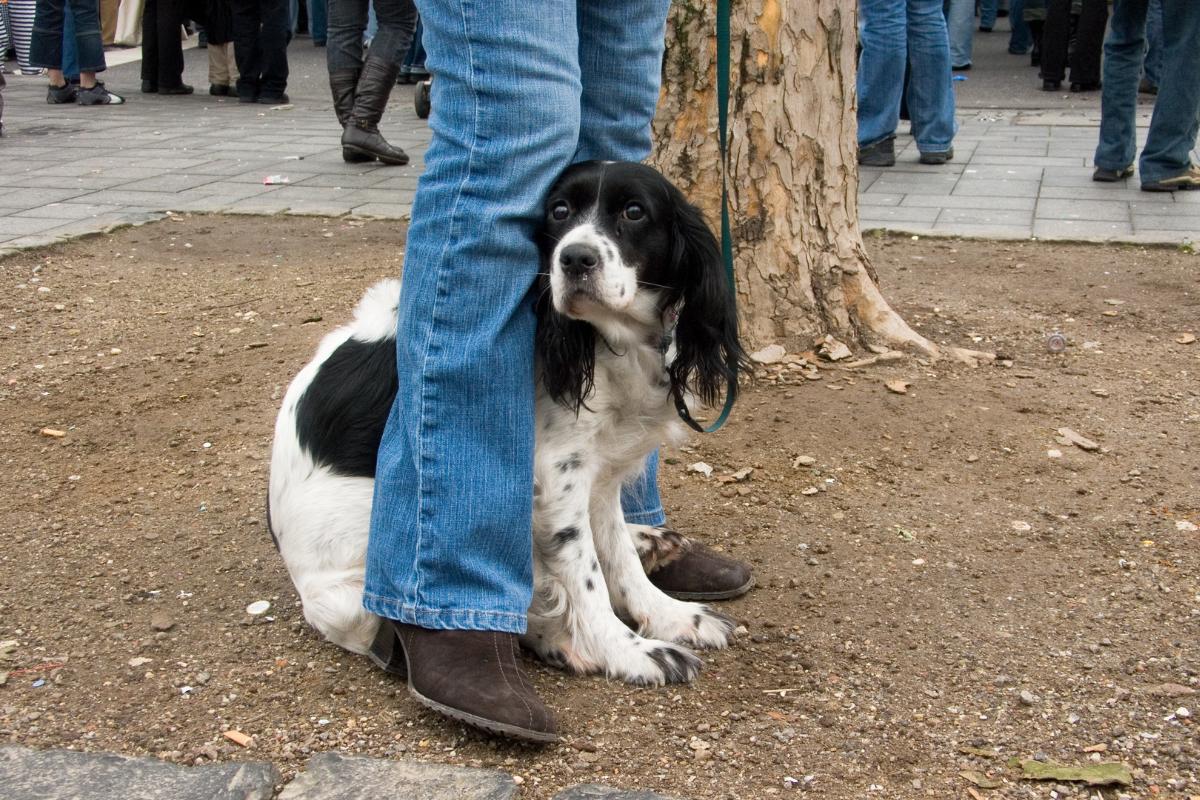 Mon chien ne veut pas sortir causes et que faire