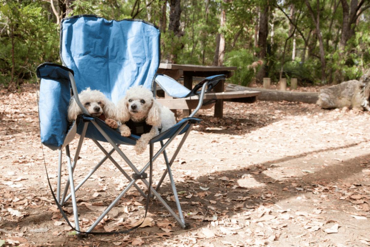Camping pour chiens : conseils