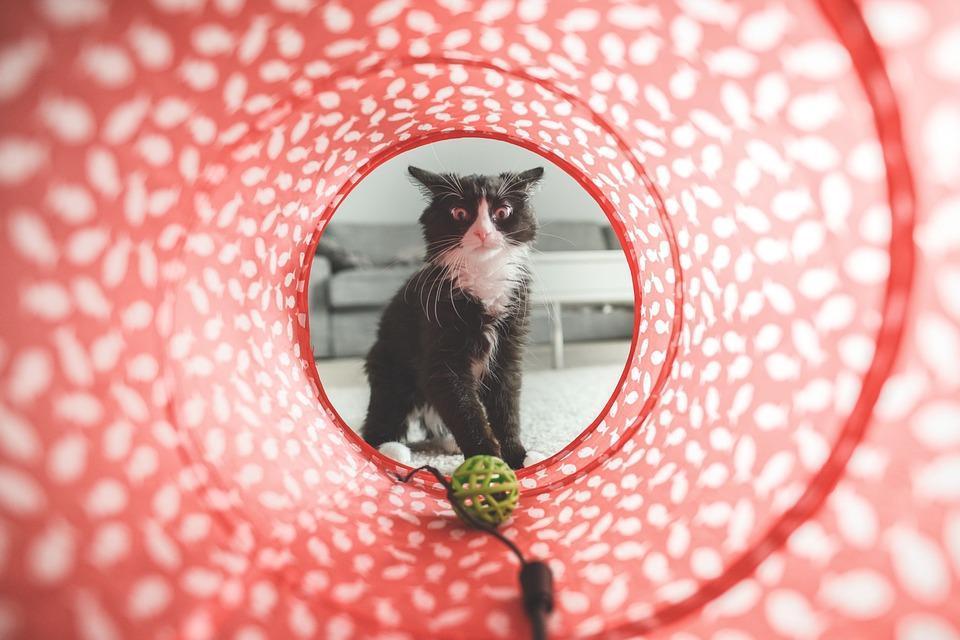 Jouets pour chats contre l'ennui