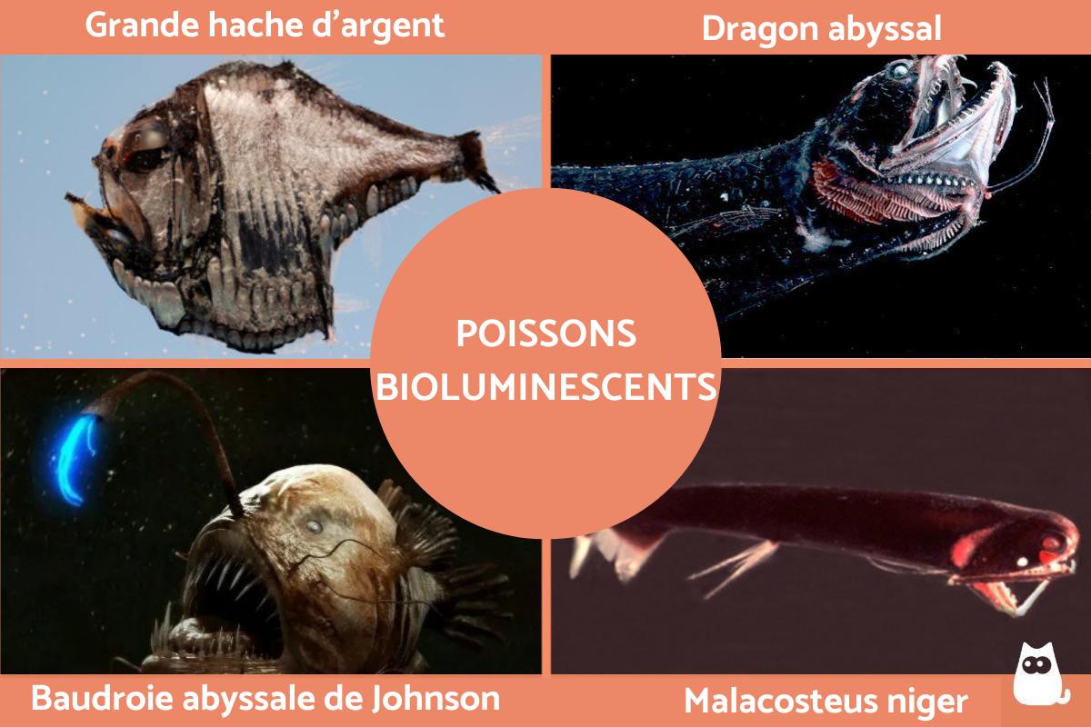 Poissons bioluminescents : espèces avec photos