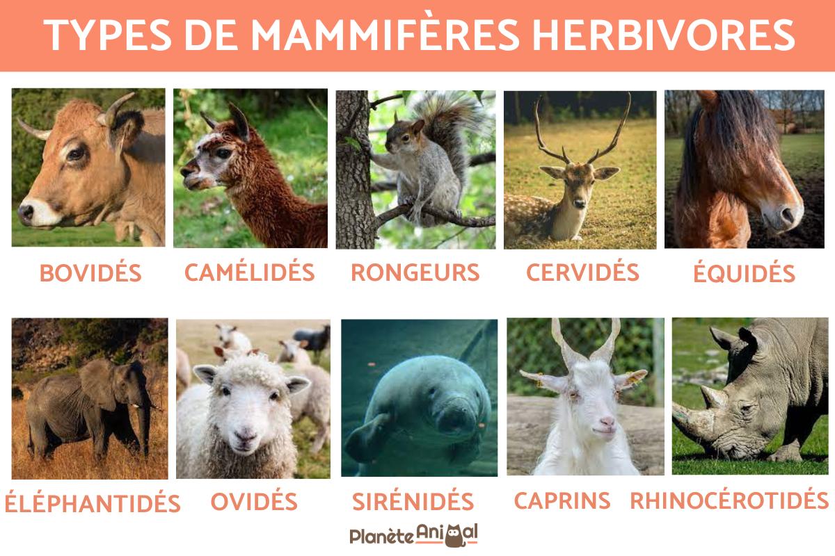Mammifères herbivores - Caractéristiques et exemples