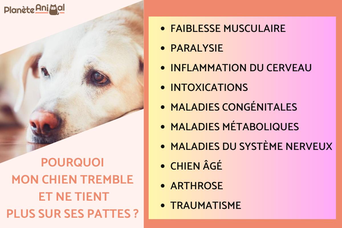 Mon chien tremble et ne tient plus sur ses pattes - Causes et solutions