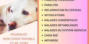 Mon chien tremble et ne tient plus sur ses pattes - Causes et solutions