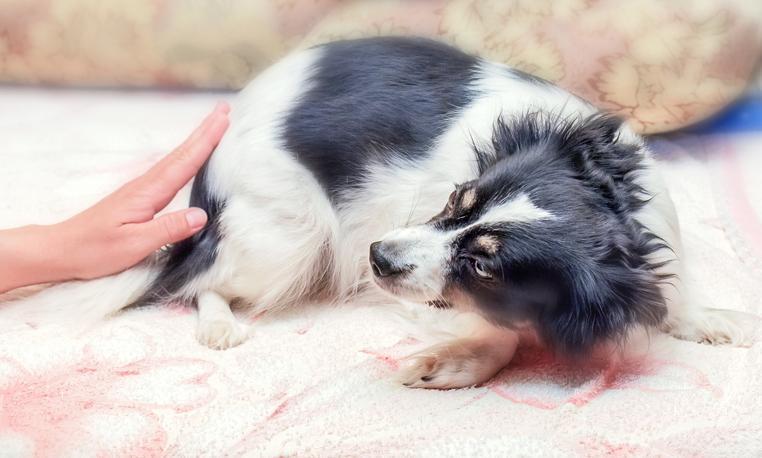 Mon chien tremble et ne tient plus sur ses pattes - Causes et solutions