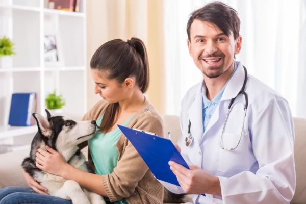 Les 10 commandements du chien - 9. Emmène-moi chez le vétérinaire si je suis malade