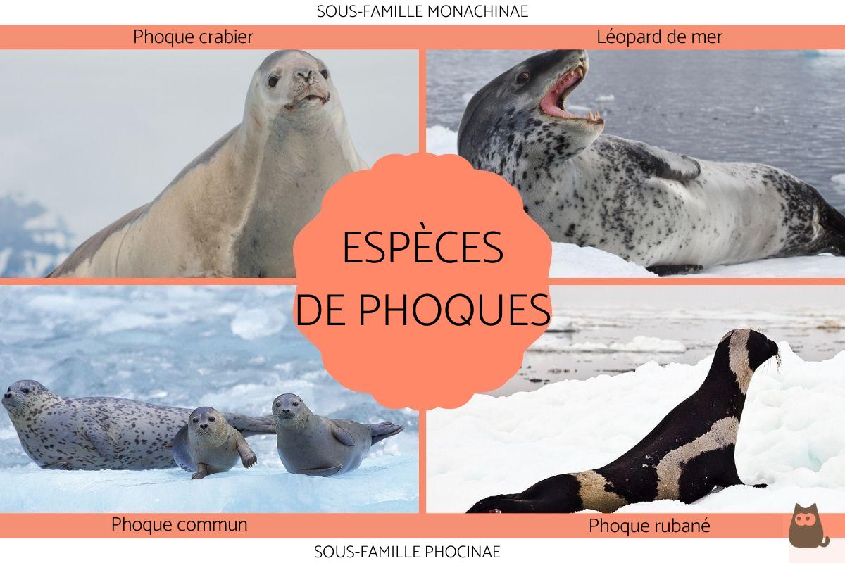 Les phoques - Espèces avec photos