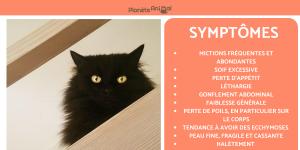 Maladie de Cushing chez le chat - Symptômes et traitement