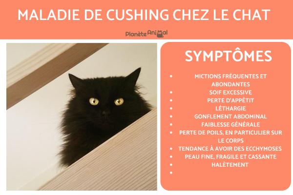 Maladie de Cushing chez le chat - Symptômes et traitement