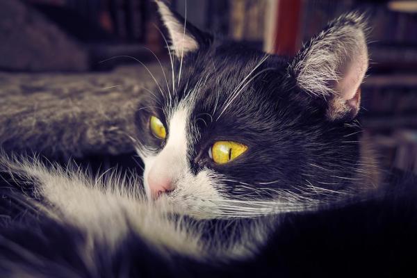 Maladie de Cushing chez le chat - Symptômes et traitement - Qu'est-ce que la maladie de Cushing chez le chat ?