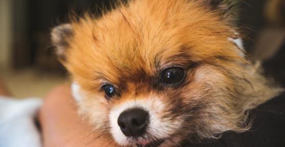 Trachéite chez le chien - Symptômes, causes et traitement