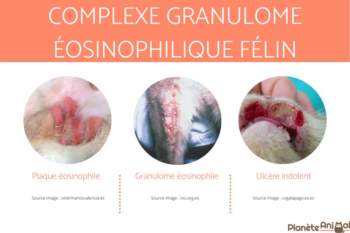 Complexe granulome éosinophilique du chat - Symptômes et traitements