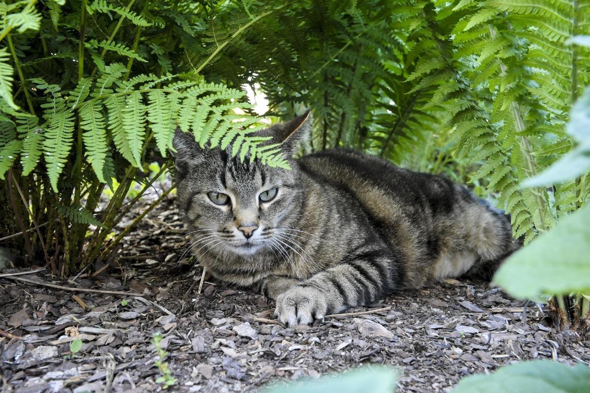 La fougère est-elle toxique pour les chats ?