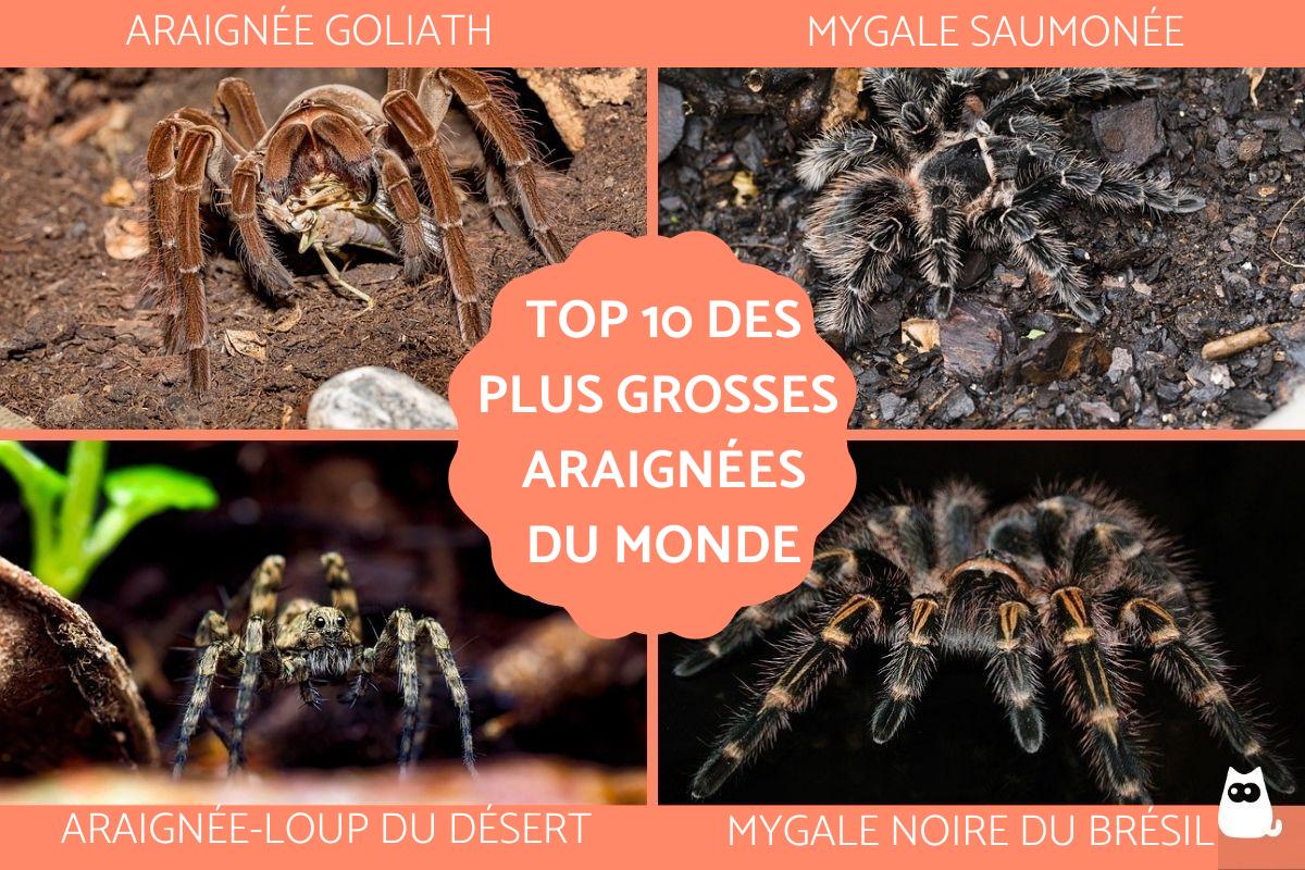 Les plus grosses araignées du monde
