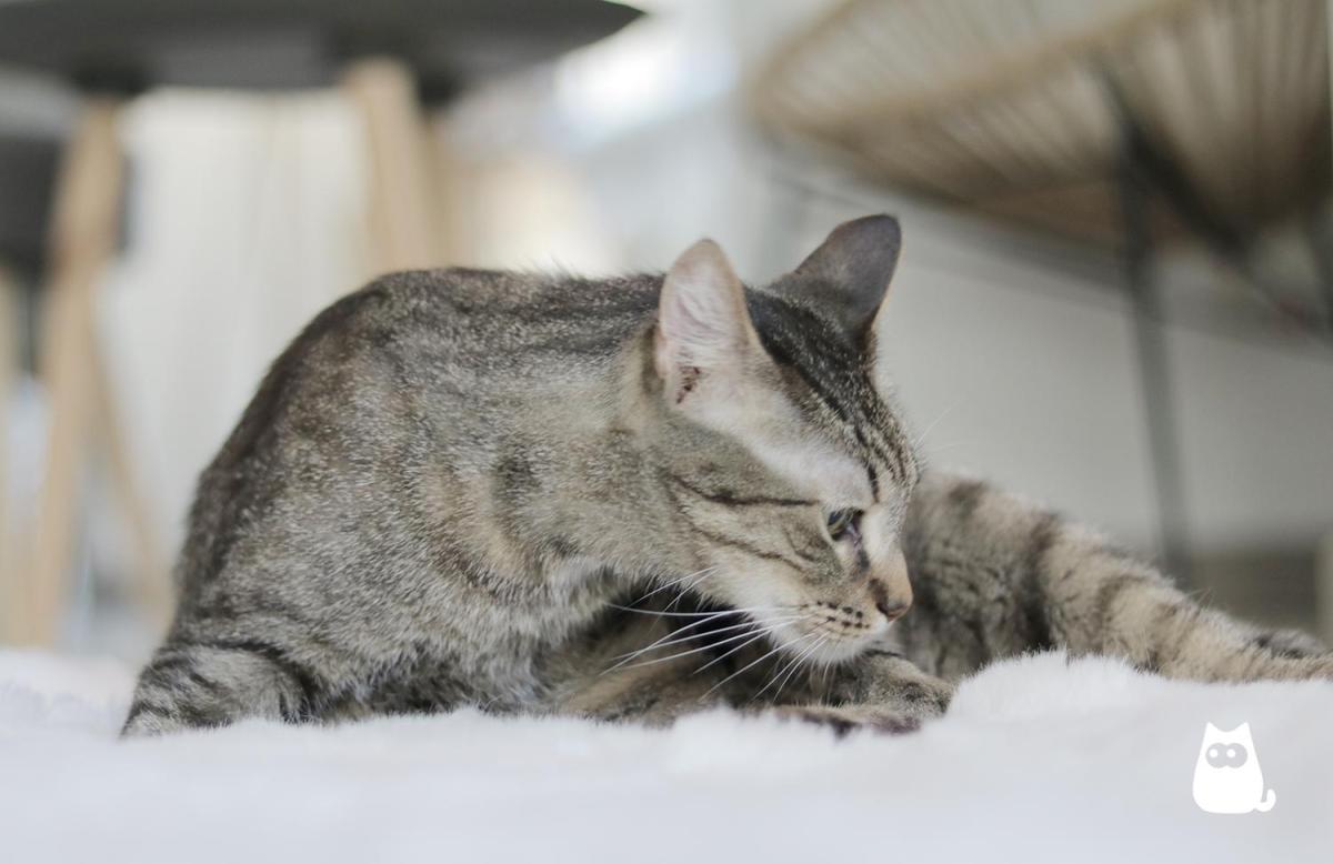 Phéromones pour chats - Qu'est-ce que c'est et comment les utiliser ?