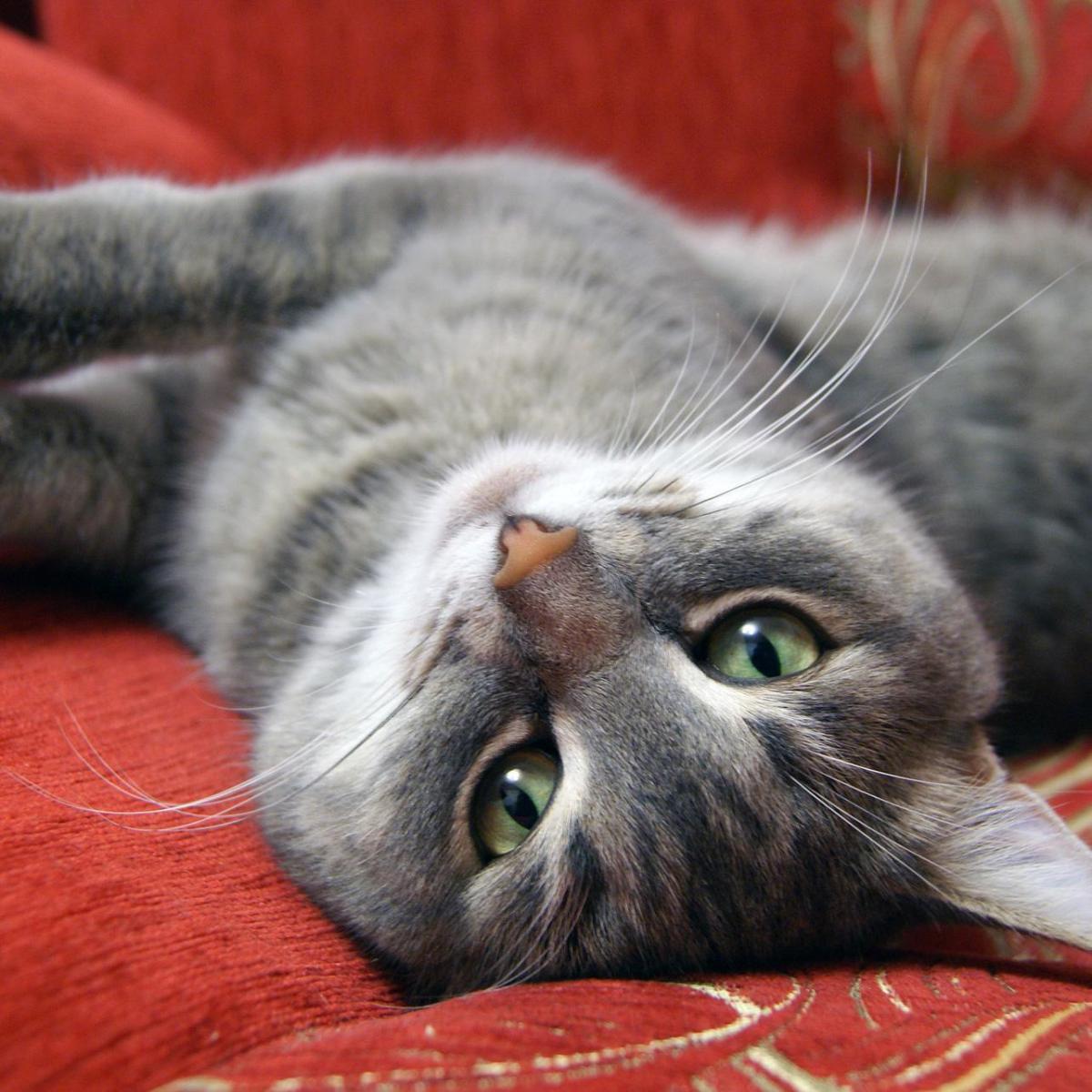 10 choses bizarres que font les chats
