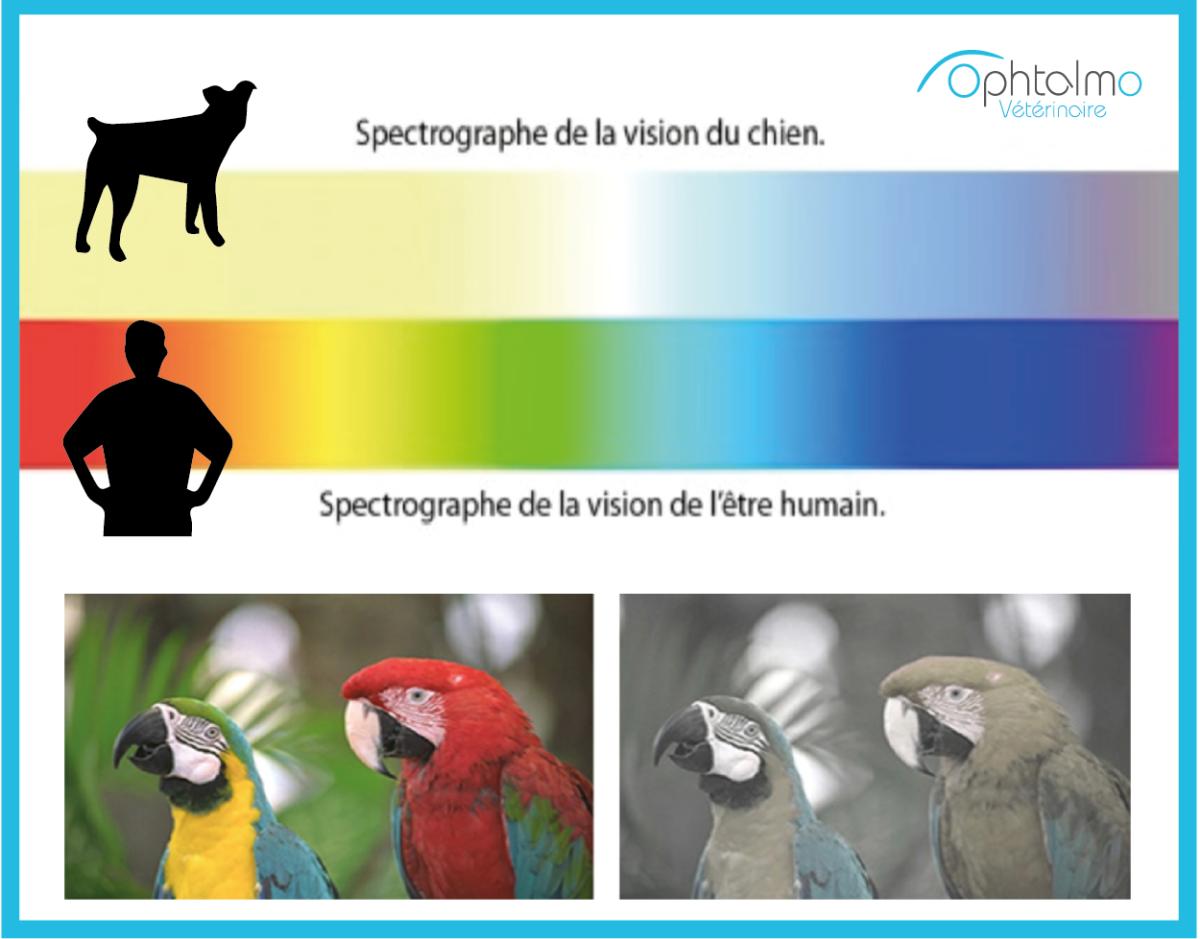 Comment voit un chien ?
