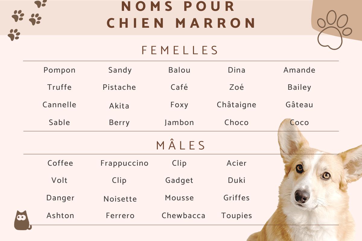 Noms pour chien marron