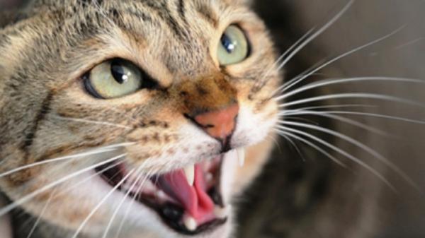 COMMENT FAIRE FUIR les CHATS - 16 techniques non nocives et non cruelles