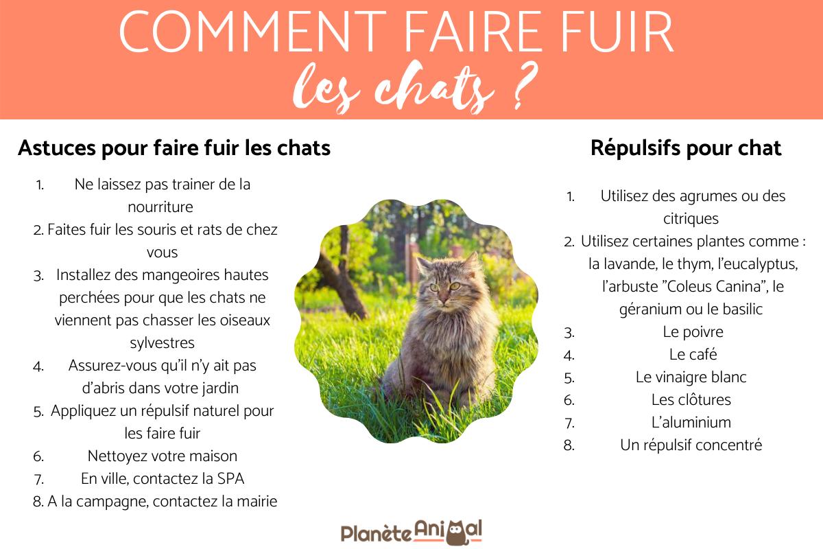 Comment faire fuir les chats ?