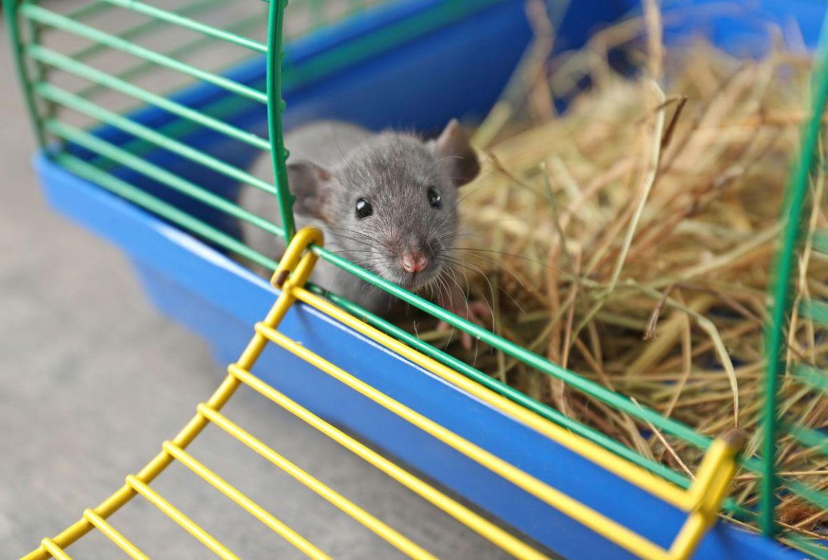 Jeux pour rats fait maison