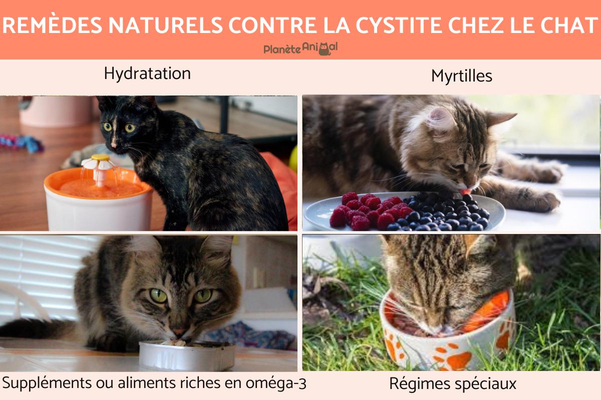 Remèdes naturels contre la cystite chez le chat