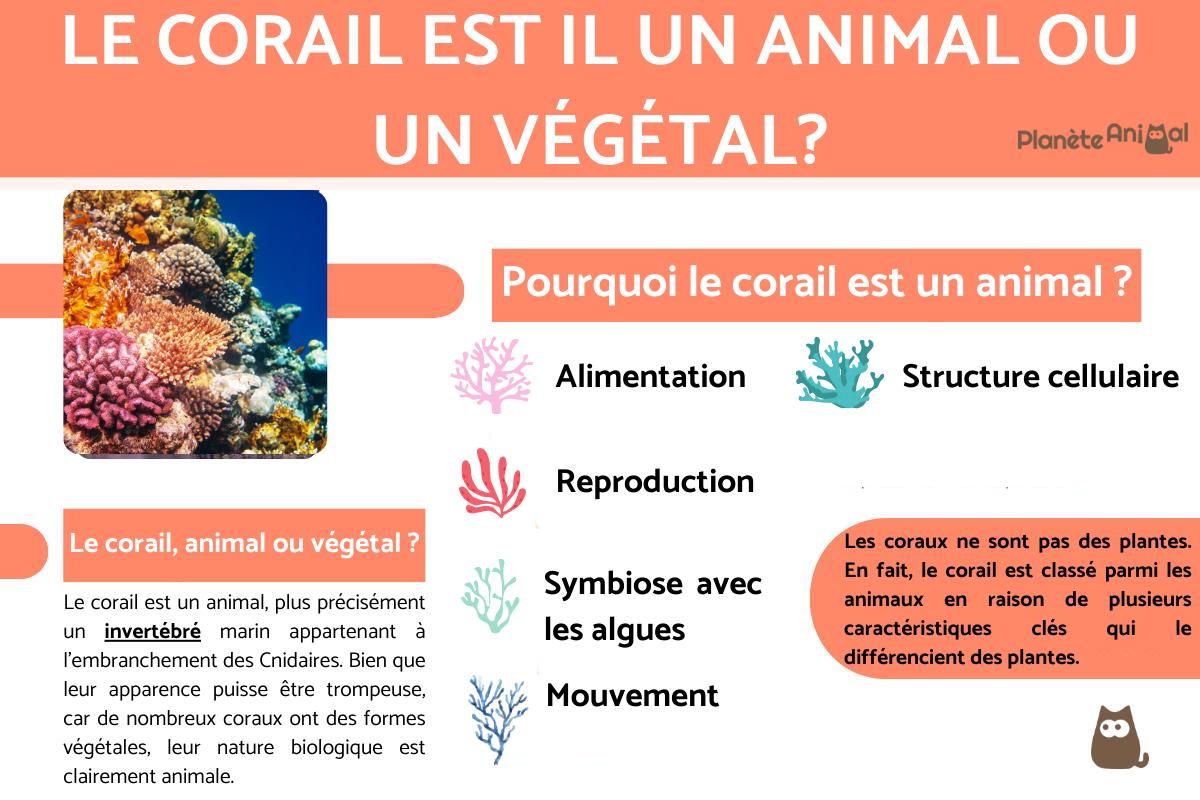 Le corail, animal ou plante ?
