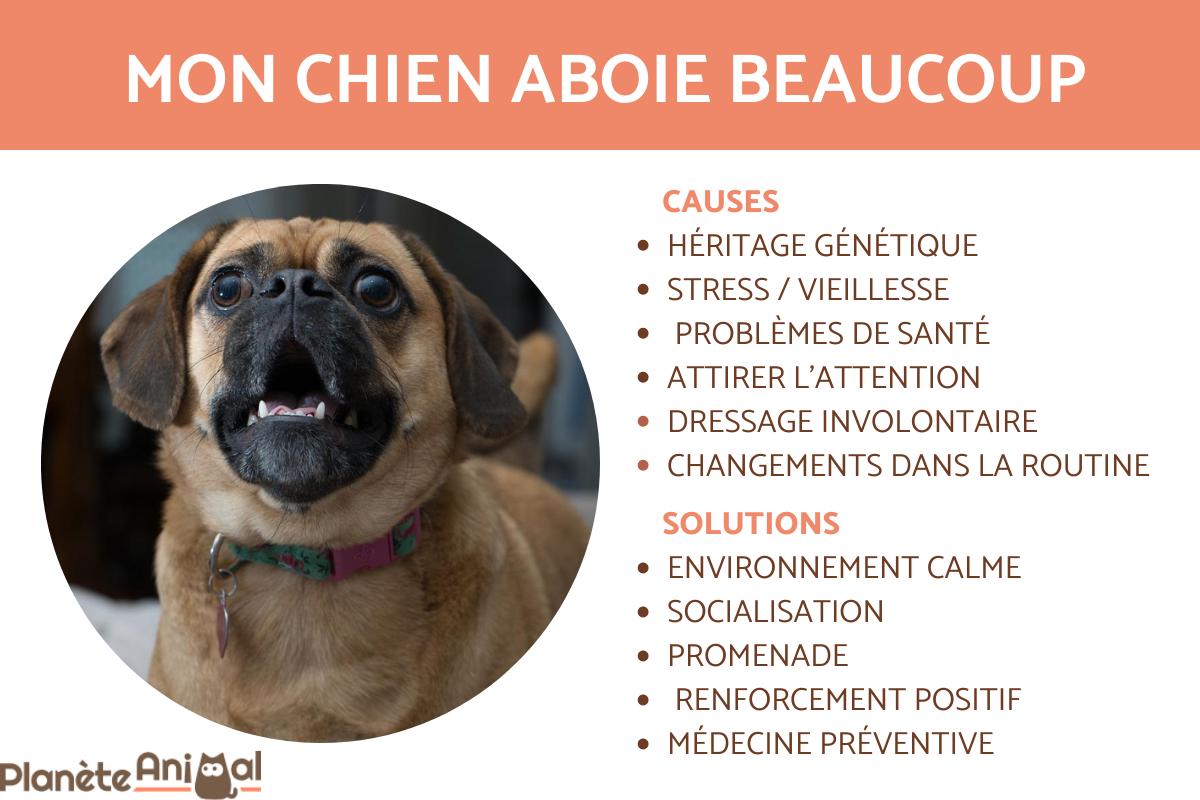 MON CHIEN ABOIE TOUT LE TEMPS CAUSES et SOLUTIONS