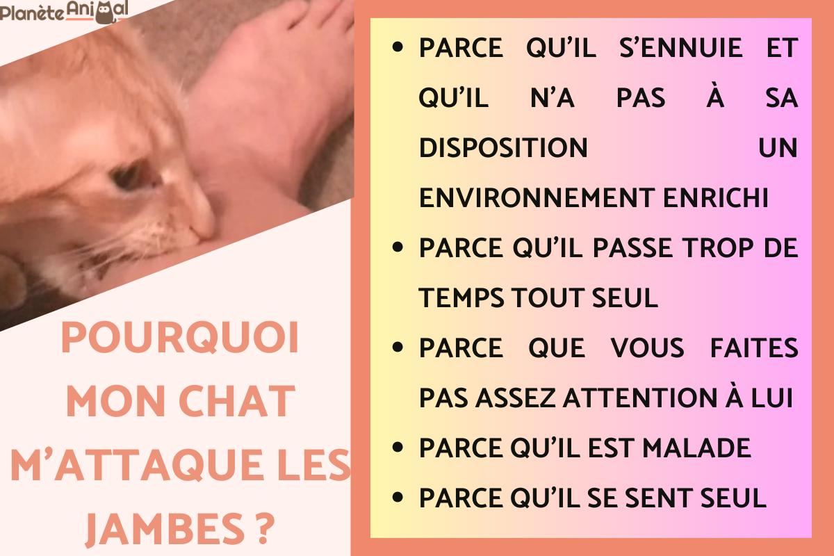 Pourquoi mon chat m'attaque les jambes ?