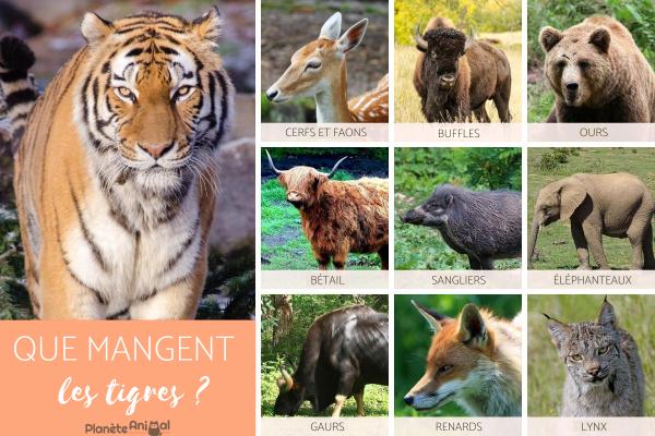 Que mange le tigre ? - Que mange le tigre ?