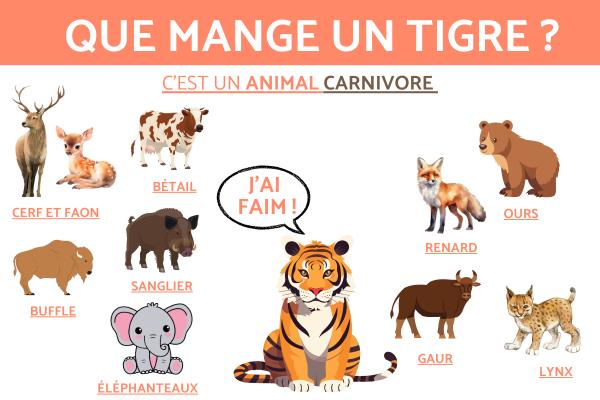 Que mange le tigre ?