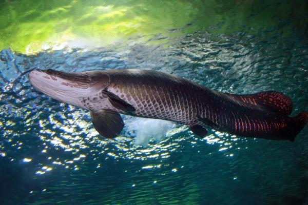 Poissons d'Amazonie - Arapaïma (Arapaima gigas)