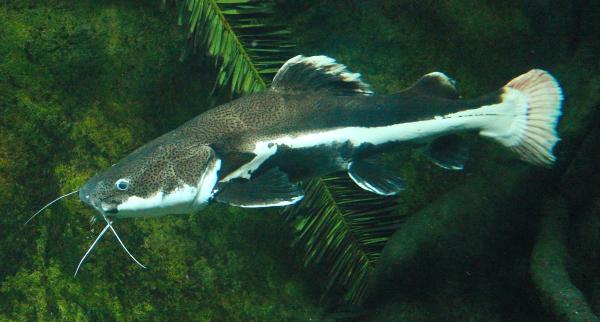Poissons d'Amazonie - Bagre laulao ou Piraíba (Brachyplatystoma filamentosum)