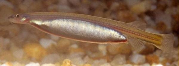 Poissons d'Amazonie - Candiru (Vandellia cirrhosa)