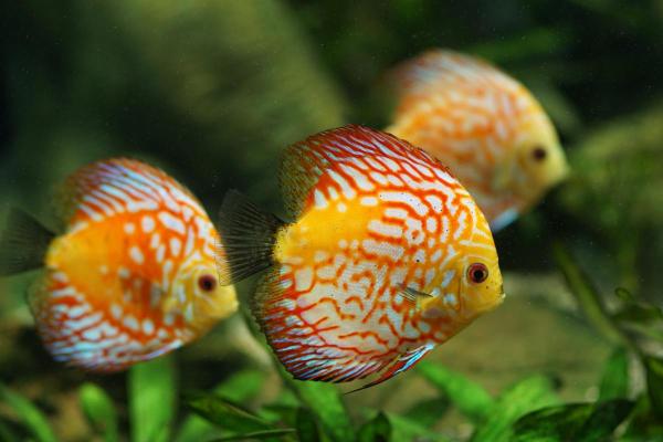 Poissons d'Amazonie - Discus de Heckel (Symphysodon discus)