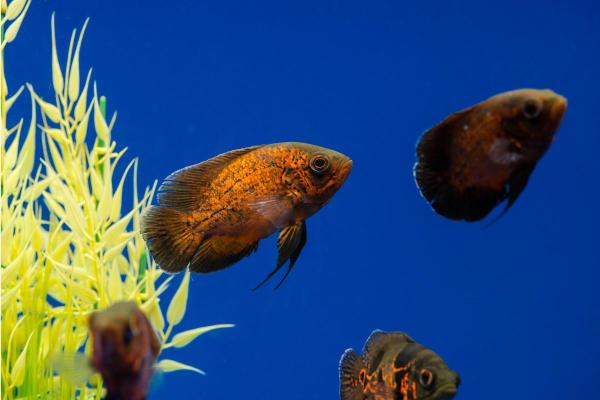 Poissons d'Amazonie - Oscar (Astronotus ocellatus)