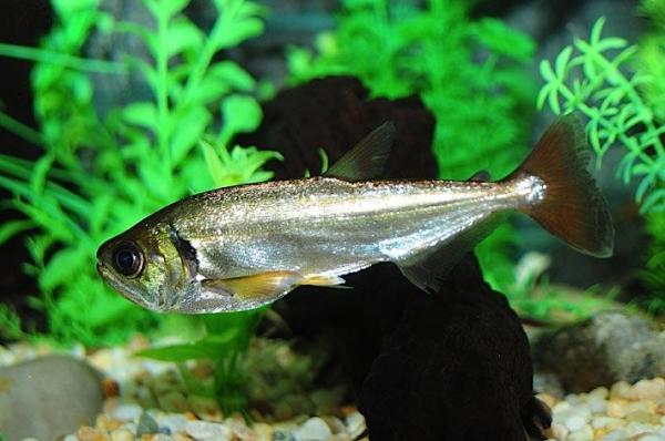 Poissons d'Amazonie - Pirandirá (Hydrolycus armatus)