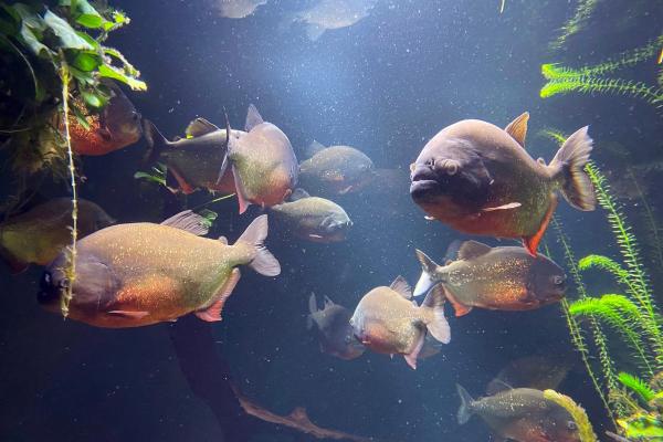Poissons d'Amazonie - Piranha rouge (Pygocentrus nattereri)