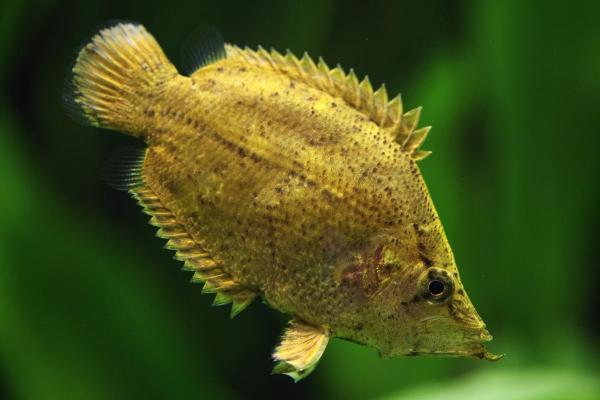 Poissons d'Amazonie - Poisson feuille (Monocirrhus polyacanthus)