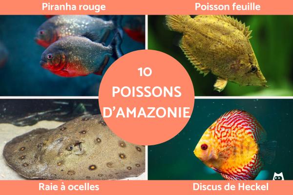 Poissons d'Amazonie