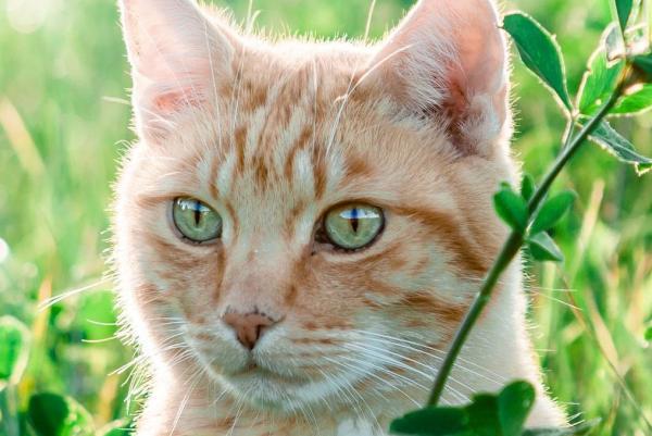 Mon chat a des pellicules - Causes et traitements
