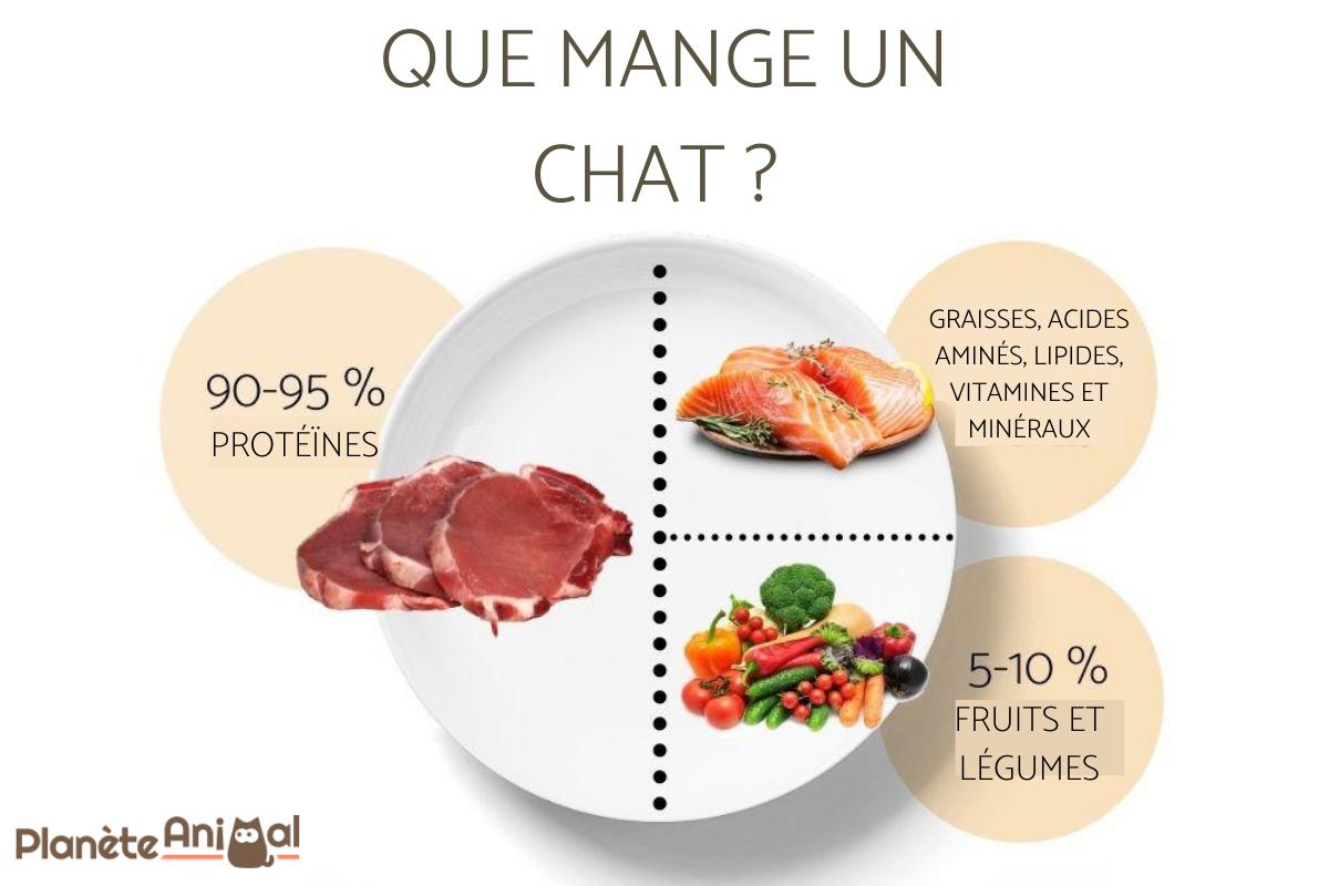 Que mange un chat ?
