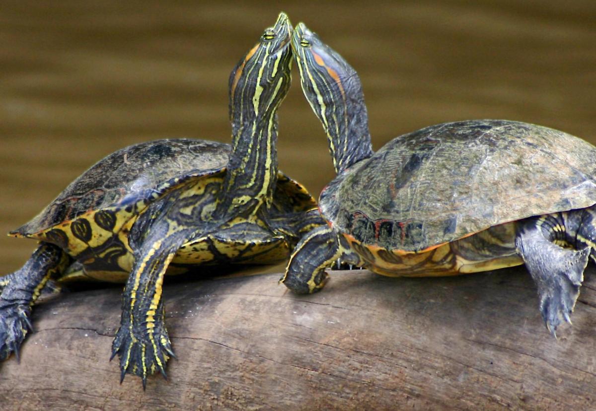 Espèces de tortues d'eau douce