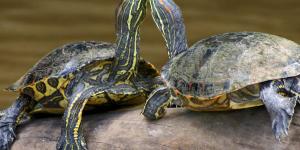 Espèces de tortues d'eau douce