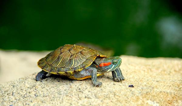 Espèces de tortues d'eau douce - Tortue de Floride ou Tortue à tempes rouges
