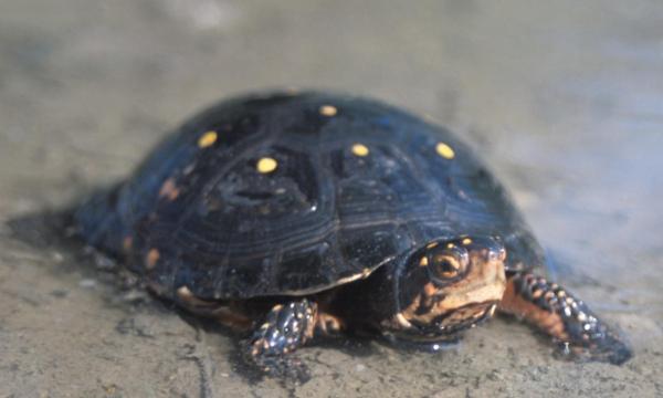 Espèces de tortues d'eau douce - Tortue ponctuée